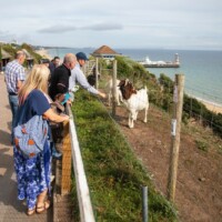 Group of participants standing along a fence, looking at goats.