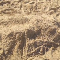 A participant at the beach, buried in the sand.